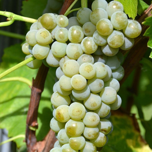 Cаджанці винограду Мускаріс (черенкований) - 1-річний Чернівці - фото 1