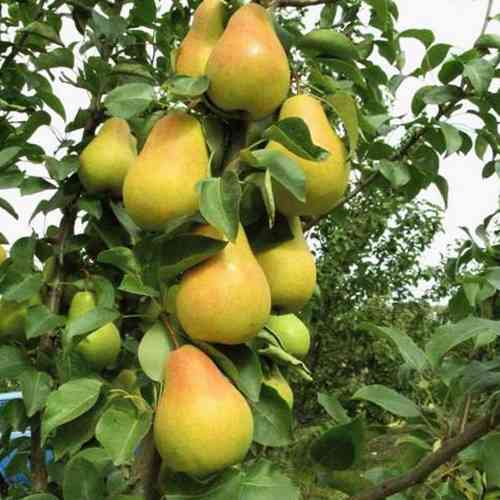 Саженцы груши Лада (привитый) - 1-летний Черновцы