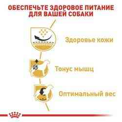 Роуал Canin Pug Adult (Рояв Канін Паг Едалт) сухий корм для дорослих собак породи мопс від 10 місяців 1,5 кілограма. Запоріжжя