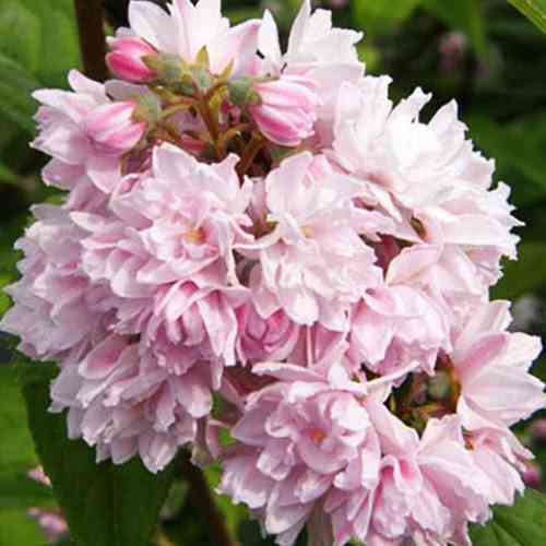 Саженцы дейции Пинк Пом-Пом (черенкованный) - 2-летний Черновцы