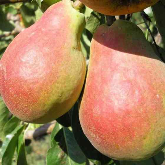 Саджанці груші Сілк Кінг (привитий) - 1-річний Чернівці