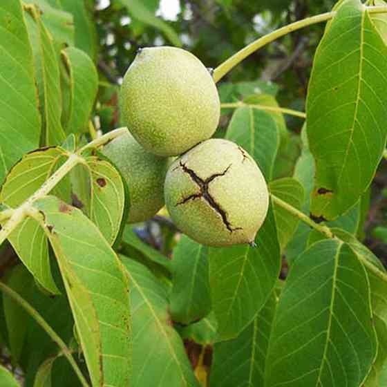 Саджанці грецького горіха Самохваловичський 2 - 3-річний Чернівці