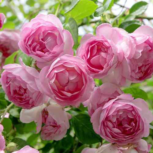 Саджанці троянд Жасміна (привитий) - 2-річний Чернівці