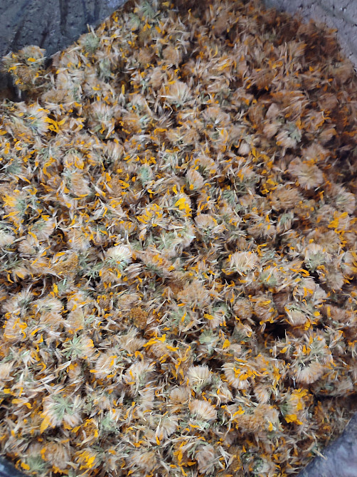 Арніка гірська цвіт / Арніка , 100г. Київ - фото 1