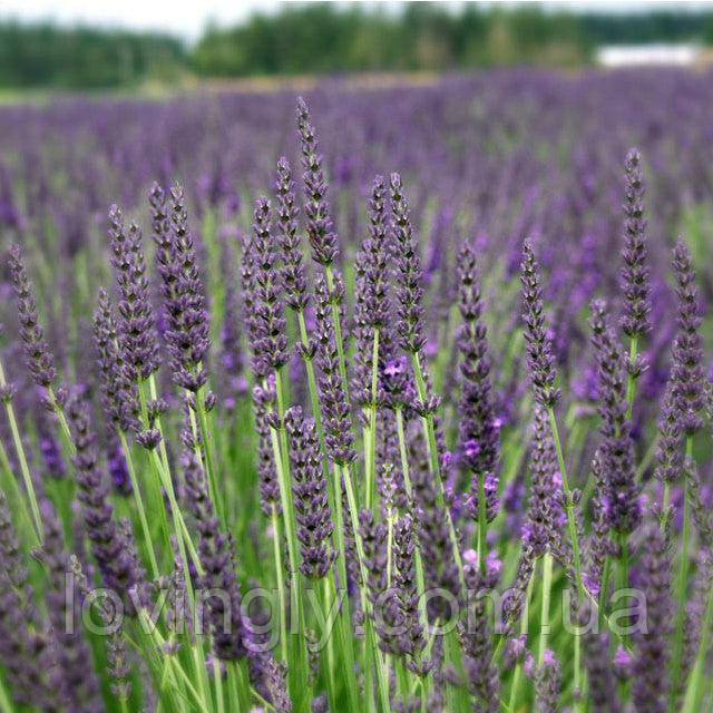 Лавандин сорту Grosso  дворічний сформований  саджанець діаметром до 30 см Ірпінь - фото 1