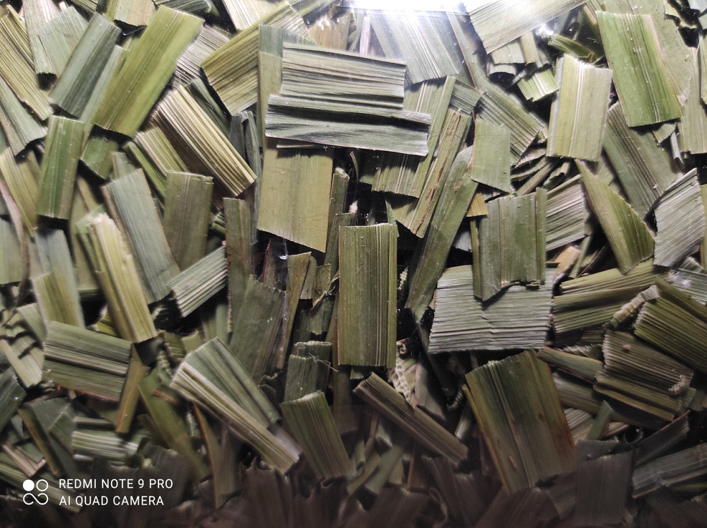 Косатик (Ирис болотный желтый) 100г master sem Киев - изображение 1