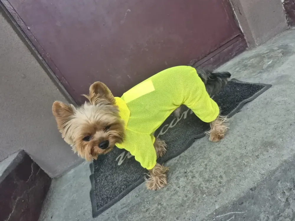 Одяг від кліщів для собак комбінезон сітчастий костюм Dogs Bomba унісекс суцільний жовтий 8 Одеса - фото 8