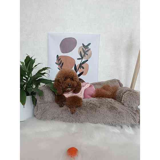 Хутряний диван лежак для собак і кішок спальне місце для тварин знімни Incor капучино 10079 L (100х60х30) Київ