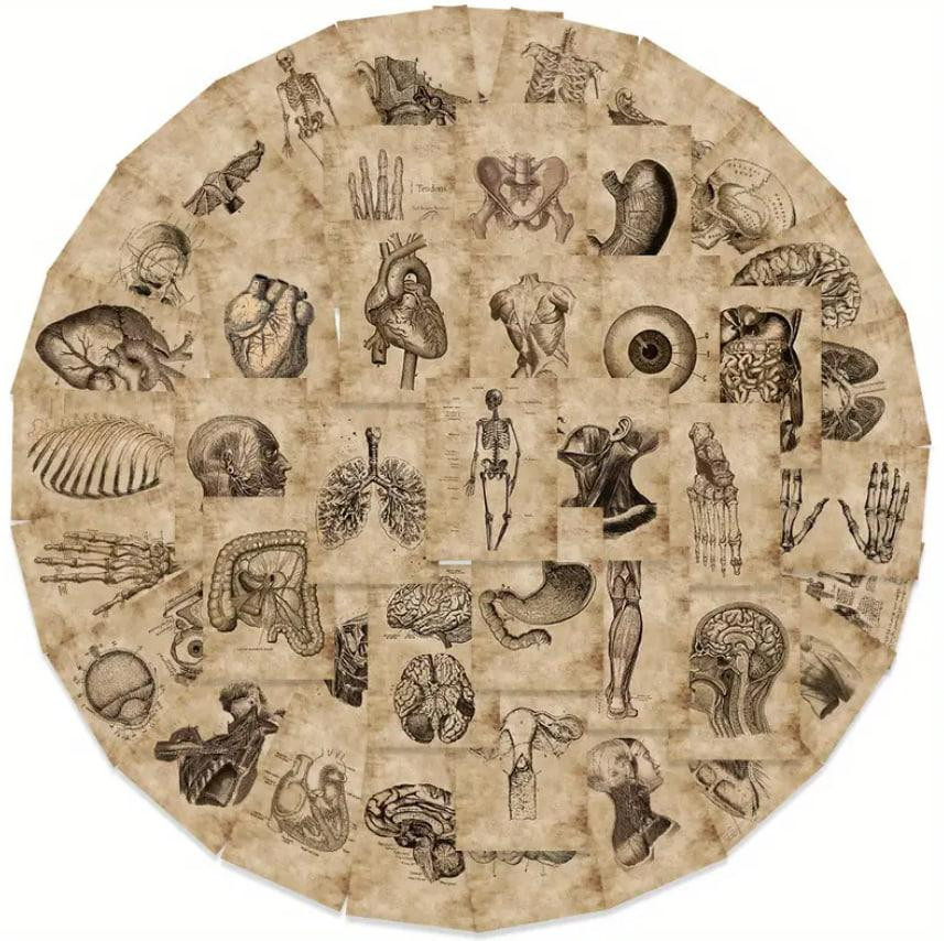 Винтажные анатомические наклейки 