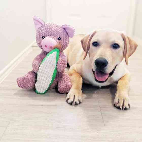 Іграшка для собак Patchwork Pet Maizey the Pig (Печворк Пт Свинка Мейзі) Запоріжжя