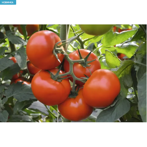 Томат Тобольськ F1 високорослий великооплідний 0,05гр Професійне насіння Житомир - фото 2