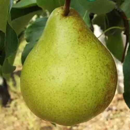 Саженцы груши Выставочная (привитый) - 2-летний Черновцы