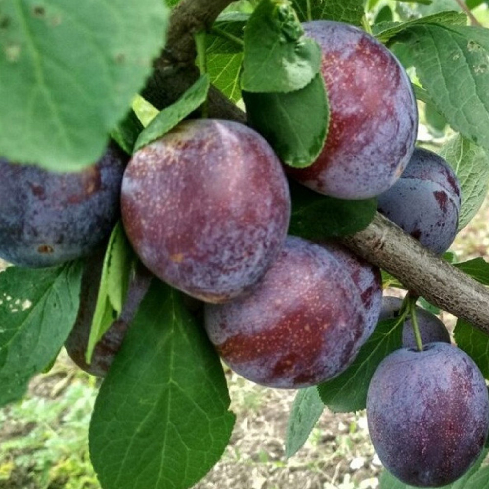 Саженцы сливы Кабардинка (привитый) - 1-летний Черновцы - изображение 1