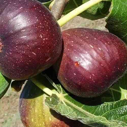 Саженцы инжира Рандино (черенкованный) - 1-летний Черновцы