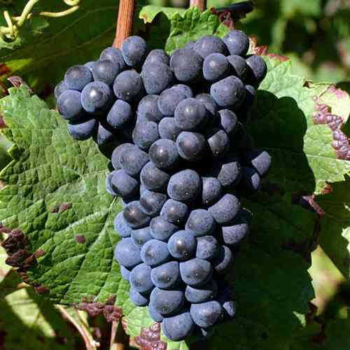 Cаджанці винограду Піно (черенкований) - 2-річний Чернівці