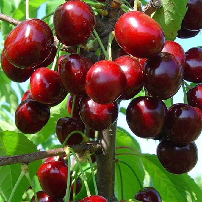 Саджанці черешні Красуня Києва (привитий) - 1-річний Чернівці - фото 1