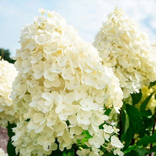 Саджанці гортензії Літній Сніг (черенкований) - 1-річний Чернівці - фото 1