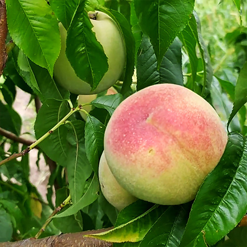Саджанці персика Пам'яті Шевченка (привитий) - 1-річний Чернівці - фото 1