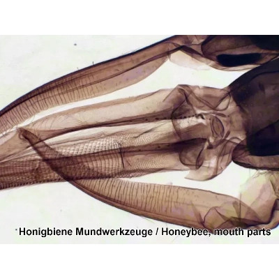 Набор микропрепаратов Bresser 100 шт (5986003) (931508) Винница - изображение 7