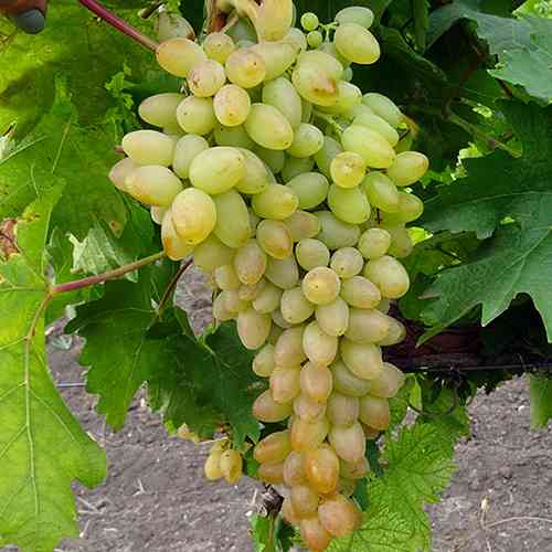 Cаджанці винограду Арсеніївський (черенкований) - 1-річний Чернівці