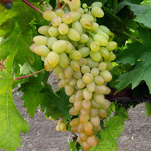 Саженцы винограда Арсениевский (черенкованный) - 1-летний Черновцы - изображение 1