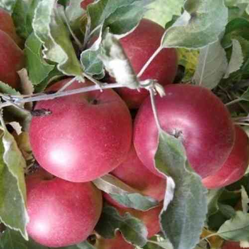 Саженцы яблони Джонатан (привитый) - 1-летний Черновцы