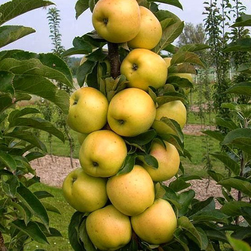 Саженцы колонновидной яблони Голден (привитый) - 2-летний Черновцы - изображение 1