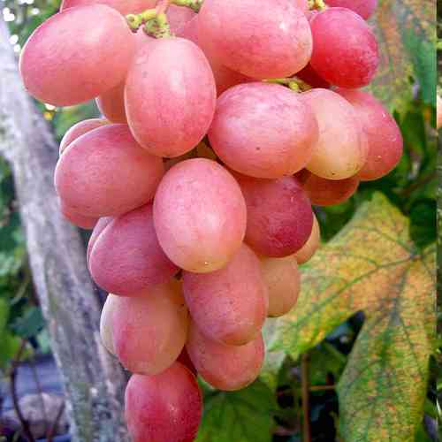 Cаджанці винограду Гурман Лакомка (черенкований) - 1-річний Чернівці