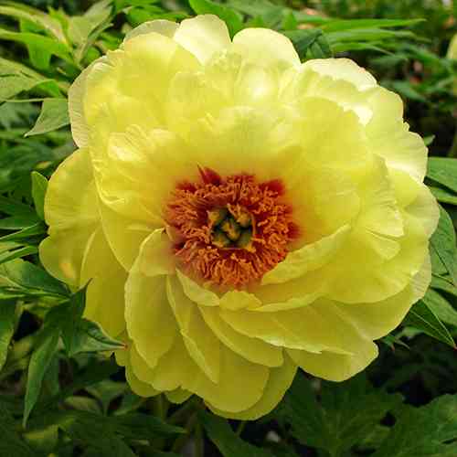 Саджанці піона деревоподібного Сан Оф Крайміа (сіянець) - 2-річний Чернівці