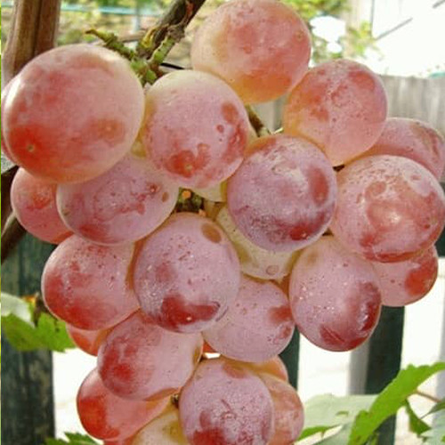 Cаджанці винограду Фламінго (черенкований) - 2-річний Чернівці - фото 1