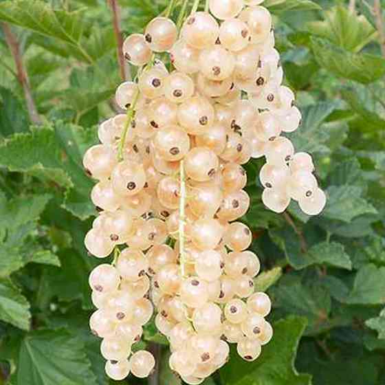 Саджанці смородини Баяна (черенкований) - 2-річний Чернівці