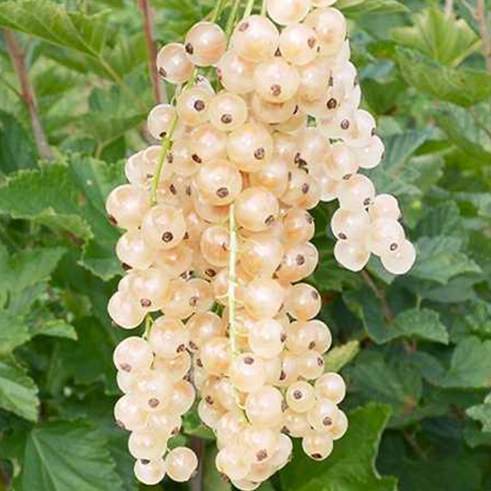 Саженцы смородины Баяна (черенкованный) - 2-летний Черновцы - изображение 3