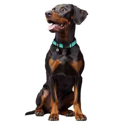 Ошейник для животных WAUDOG Magnet c QR паспортом, магнитная пряжка-фастекс L тиффани (279627) Винница