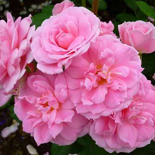 Саженцы роз Прейри Джой (привитый) - 2-летний Черновцы