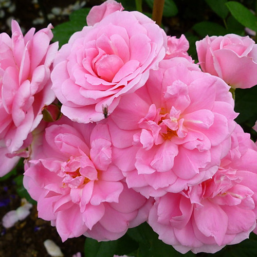 Саженцы роз Прейри Джой (привитый) - 2-летний Черновцы - изображение 1