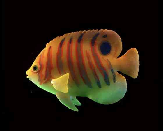 Искусственная рыбка Ангел для аквариума декор силиконовая и люминесцентная 7 на 9,5 см оранжевая Киев