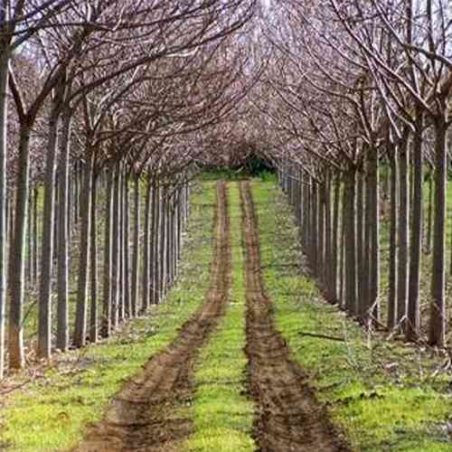 Саженцы павловнии Пао Тонг Z07 (черенкованный) - 1-летний Черновцы