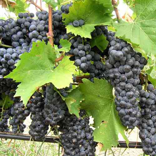 Саженцы винограда Альминский (черенкованный) - 1-летний Черновцы