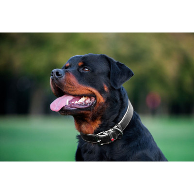 Ошейник для животных WAUDOG Soft с QR паспортом M Ш 25 мм Д 38-49 см черный (7202) Винница - изображение 7