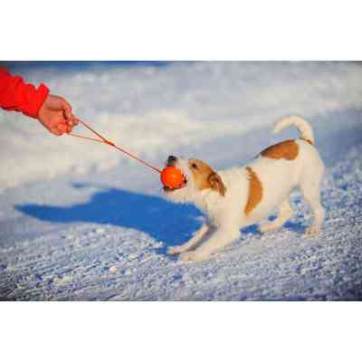 Игрушка для собак Liker Line Мячик с лентой 5 см (6286) Винница