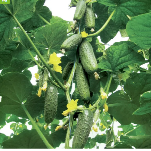 Огірок Кiбрiя F1 самозапильний 50шт Професійне насіння Житомир