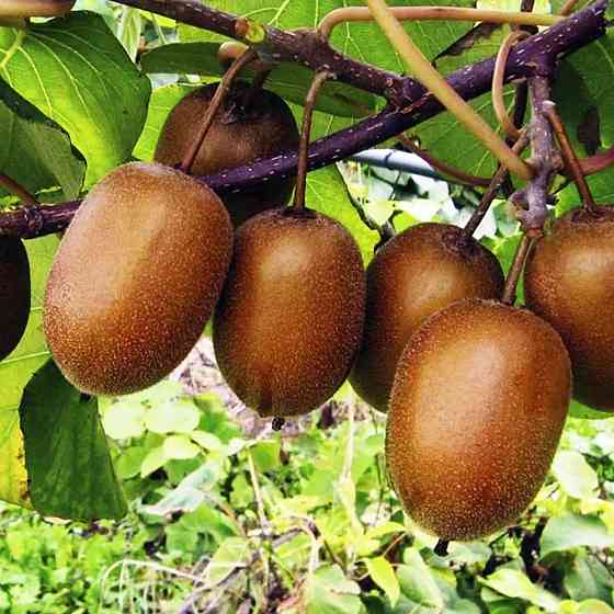 Саженцы киви Хейворд - 2-летний Черновцы