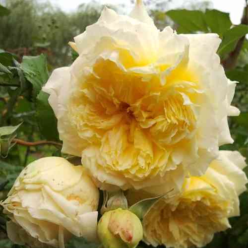 Саджанці троянд Нельсон Монфор (привитий) - 2-річний Чернівці