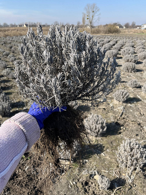 Двухлетние саженцы розовой лаванды сорта Miss Katherine Ирпень - изображение 5