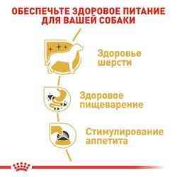 Роуал Canin Chhuahua (Рояв Канін Чіхуахуа Едалт) вологий корм для собак чіхухуахуа від 8 місяців 0,085 кг. Запоріжжя