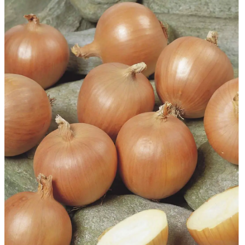 Цибуля ріпчаста Тамара F1 золотисто-коричнева 200шт Професійне насіння Житомир - фото 3