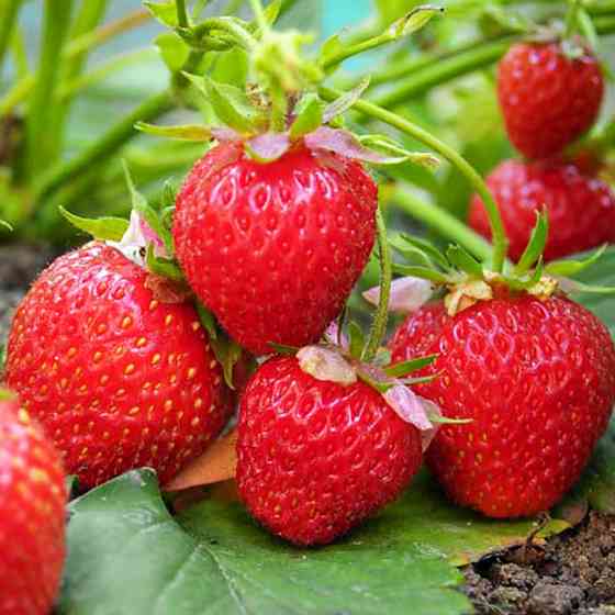 Саджанці полуниці Хоней (10 штук) - 1-річний Чернівці