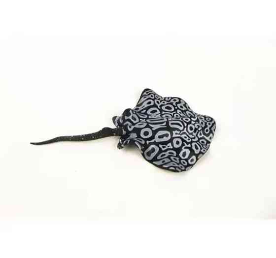 Скат для акваріума штучний силіконовий та люмінесцентний в темноті світяться декор в акваріум розмір 16*9 см чорний Київ