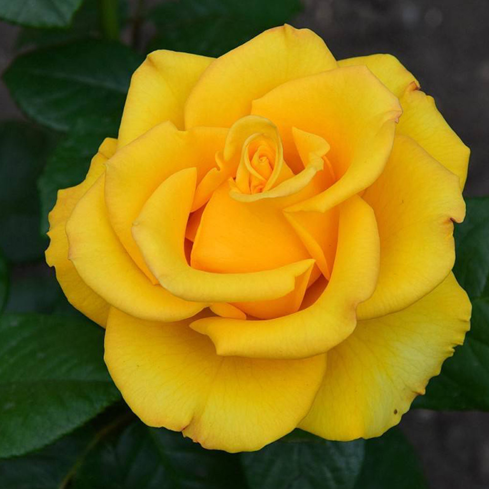 Саженцы чайно-гибридных роз Керио (привитый) Черновцы - изображение 3