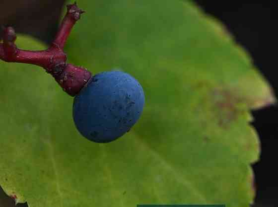 Объектив Sigma/ NIKON 150mm 1:2.8 APO macro EX DG HSM Киев